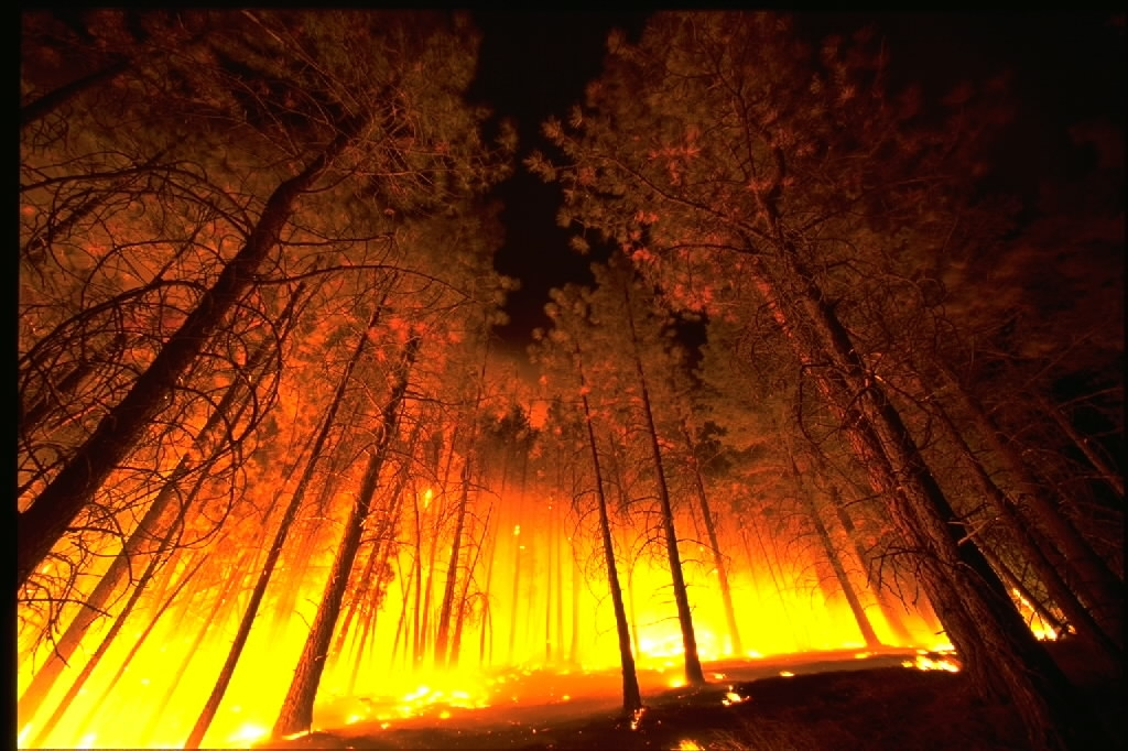 Incendio forestal
