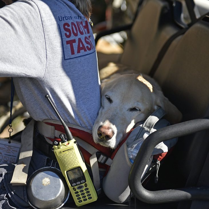 Perro rescatista tomando