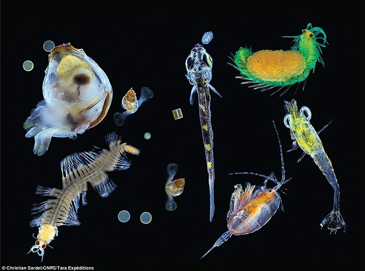Diferentes especies de plancton