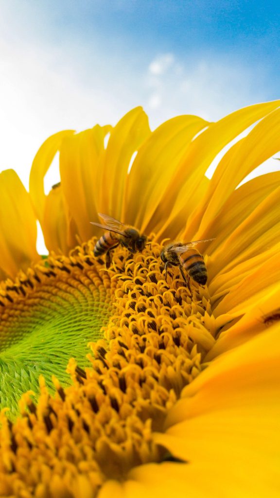 Abeja melifera