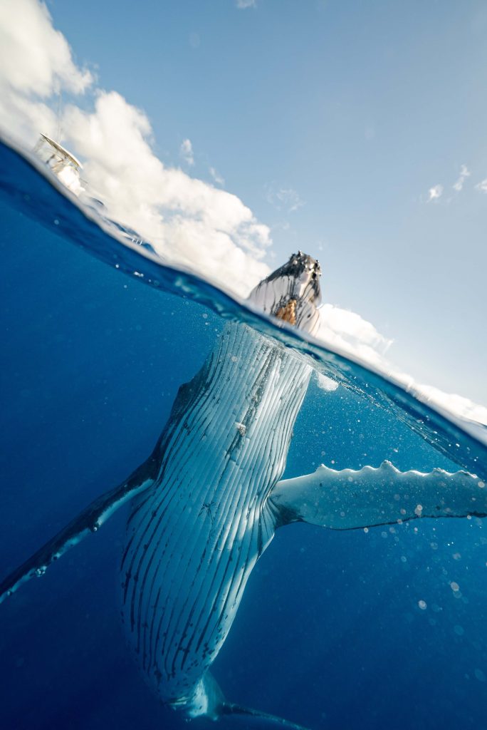 Ballena azul