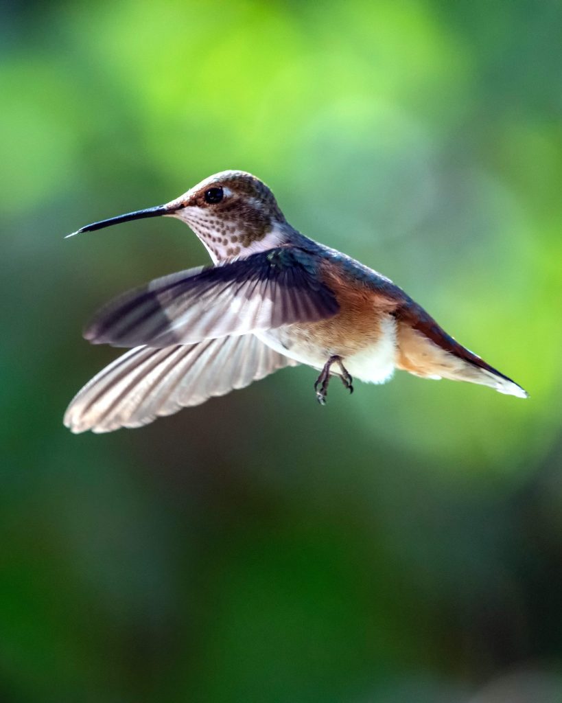 Colibrí pechipuinteado