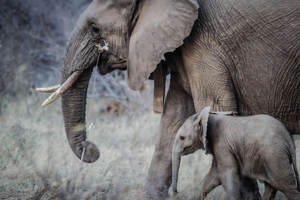 Elefante