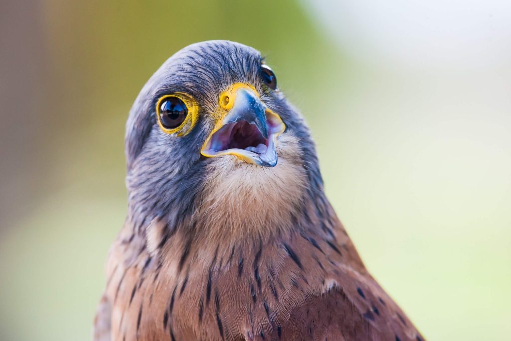 Halcon peregrino