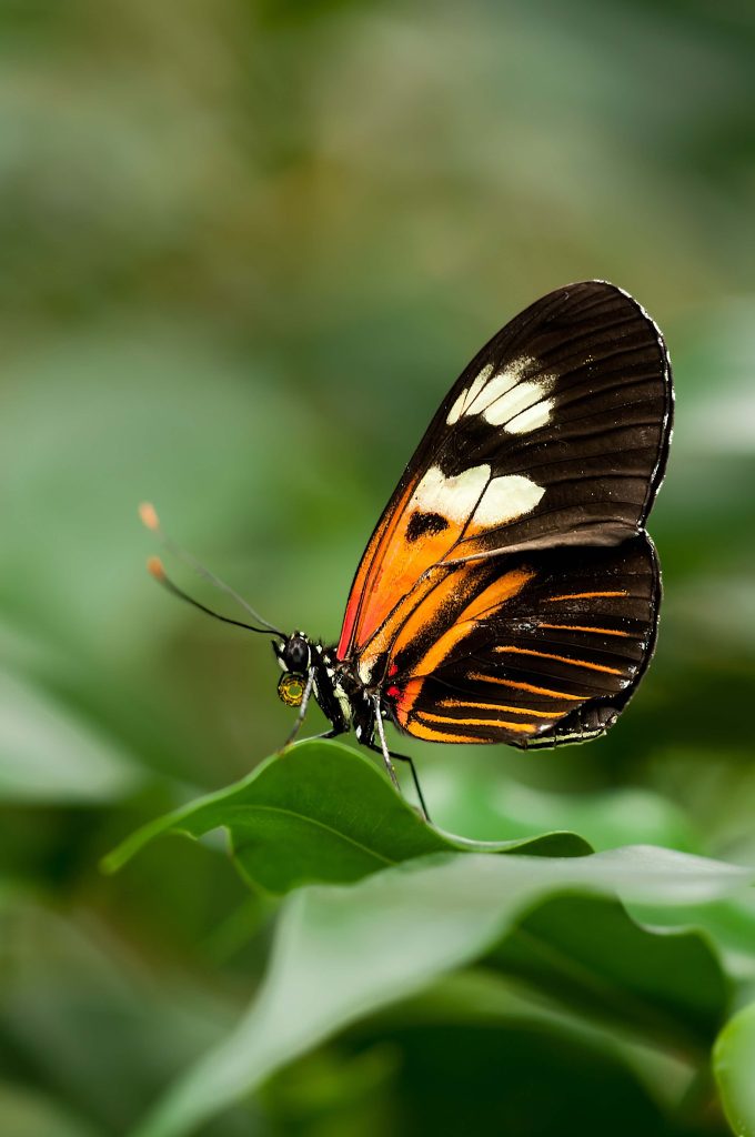 Mariposa monarca
