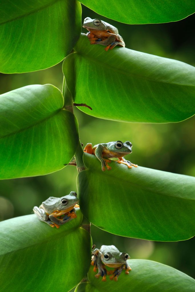 Ranas