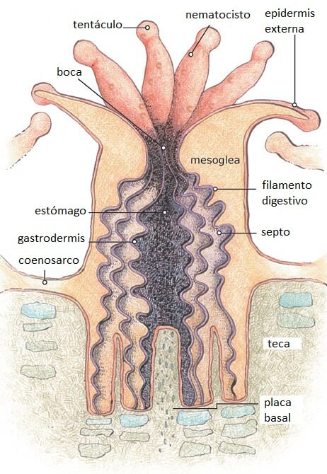 Anatomía de un pólipo coralino