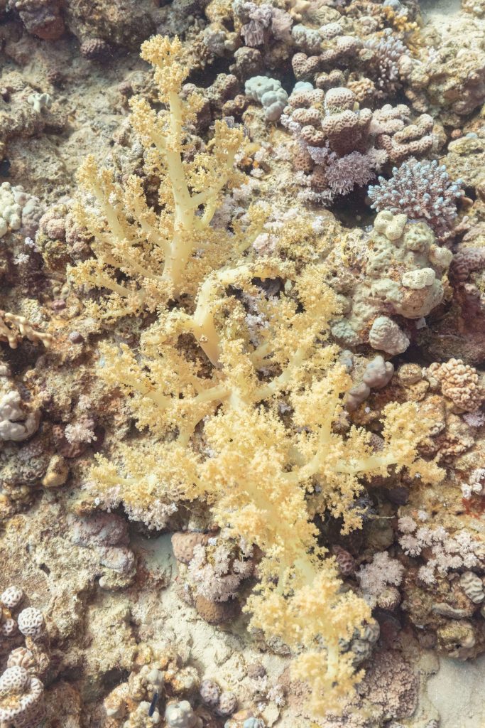 Coral blando (Dendronephthya klunzingeri)