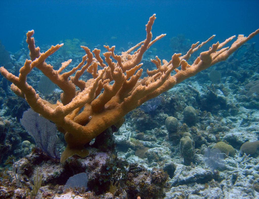 Coral cuerno de alce en arrecifes de coral