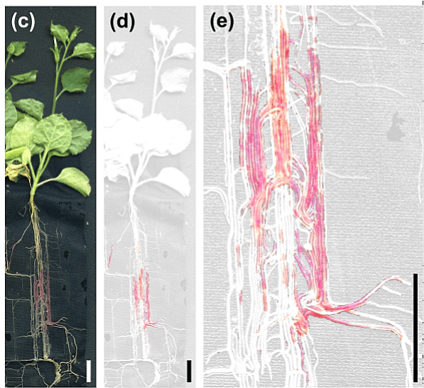 Nicotiana benthamiana colonizadas por Rhizophagus irregularis. By Timoneda A, Yunusov T, Quan C, Gavrin A, Brockington SF, Schornack S (2021)