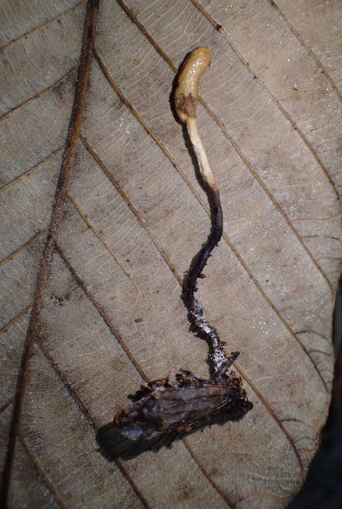 Los hongos entomopatogenos Ophiocordyceps fulgoromorphila. By Susanne Sourell