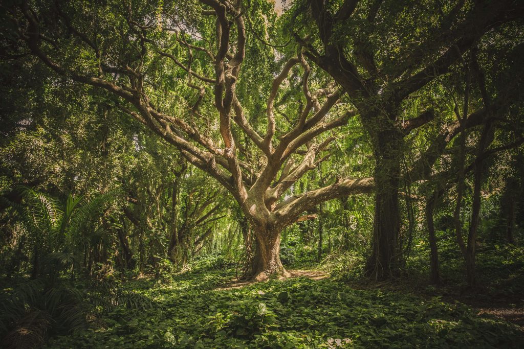 Bosques generando microclimas para distintos seres de fauna y flora