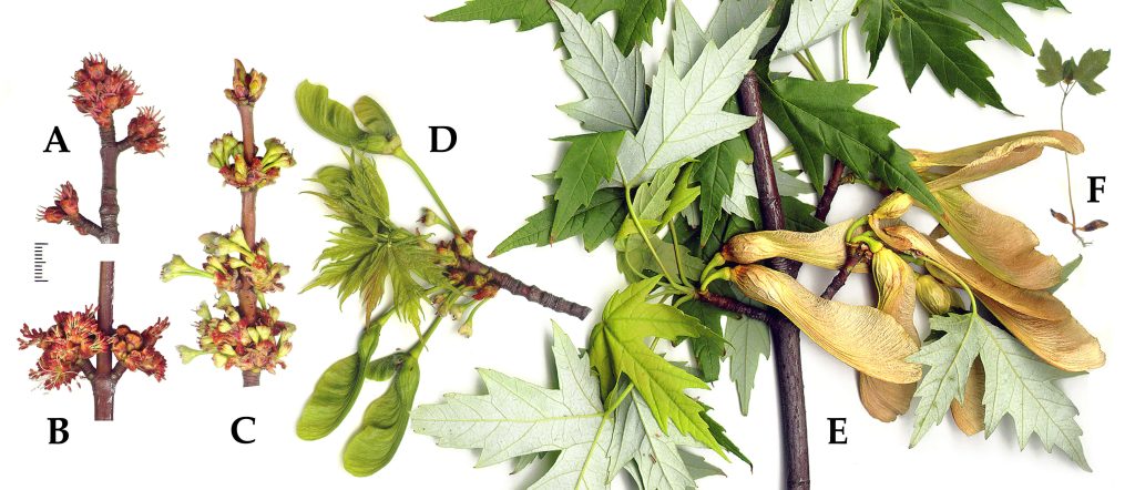Fenología de la planta Acer Saccharinum. Por Gmihail