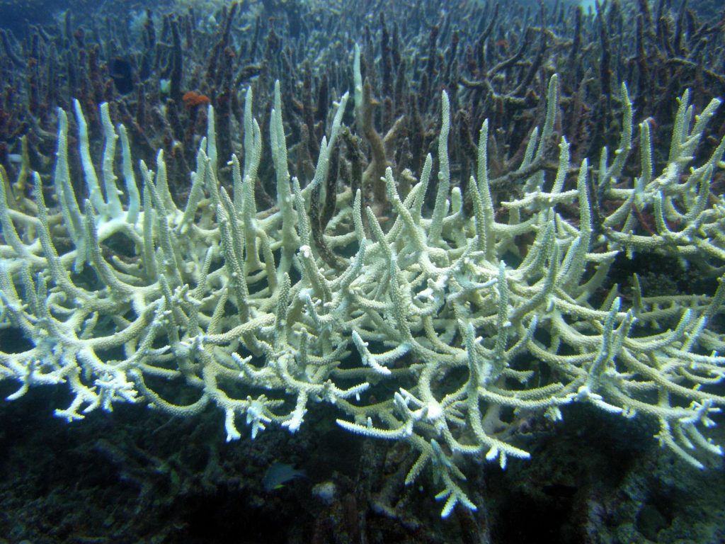 Blanqueamiento de coral cuerno de ciervo debido al calentamiento global