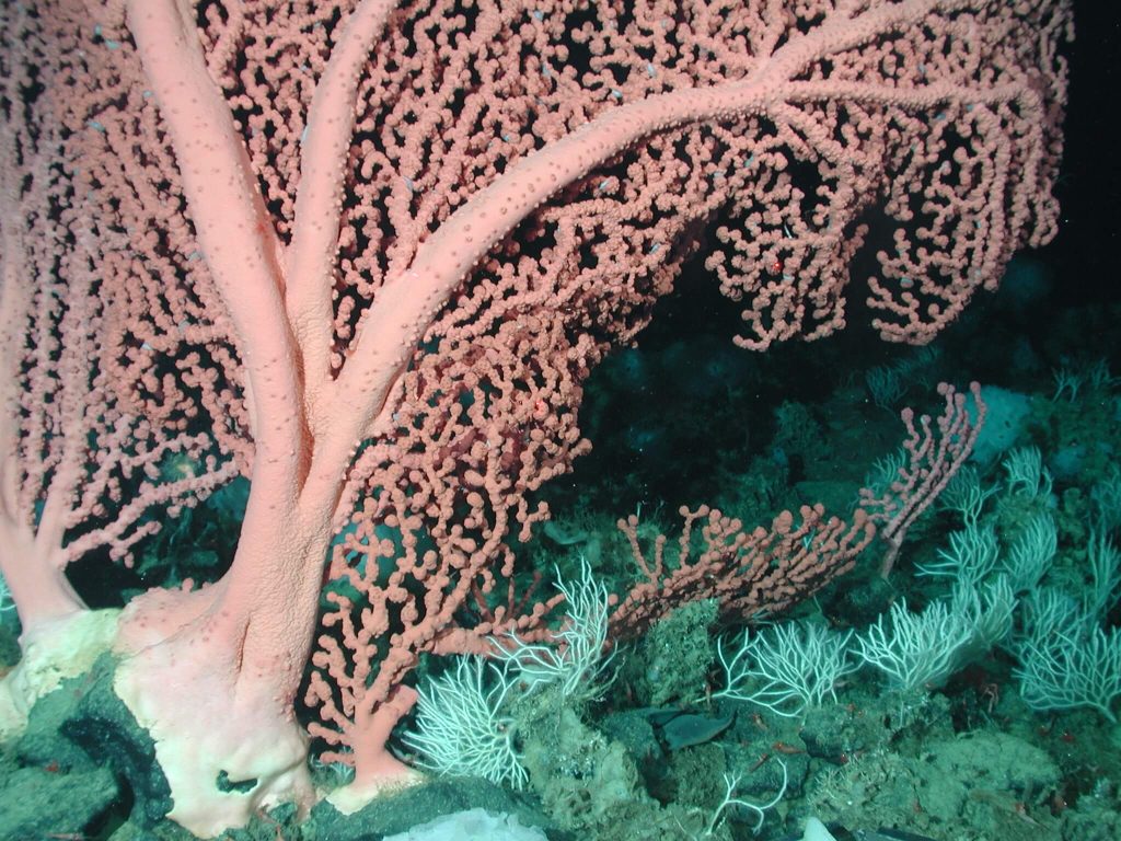 Bubblegum coral (Paragorgia arborea). California, Davidson Seamount. Por NOAA/Monterey Bay Aquarium Research Institute.