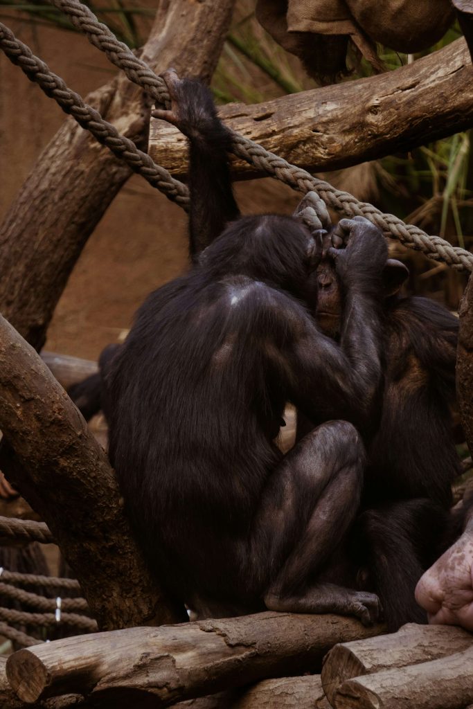 similitudes geneticas, chimpance