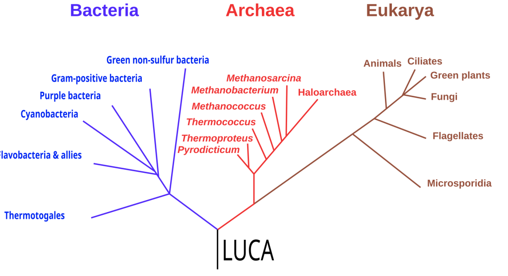 Arbol de la vida, evolucion a partit de LUCA