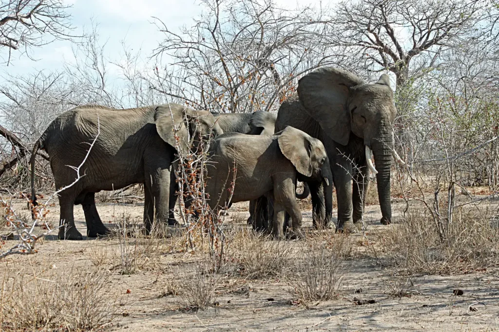 Elefante africano de la sabana, empatia  en animales