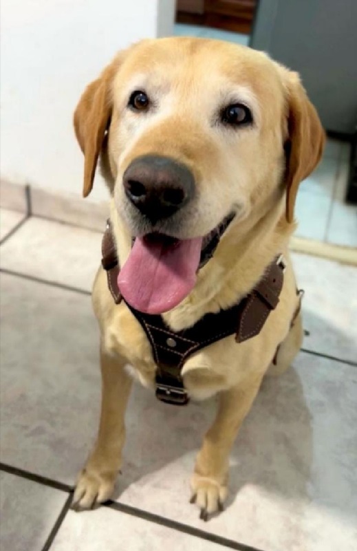 El bruno