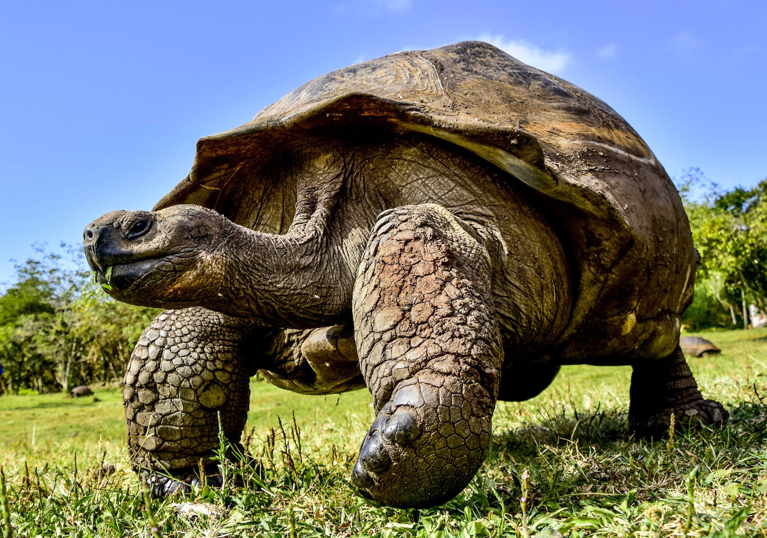Emblematic giant tortoise of the Galapagos by FelixReyesPhotography