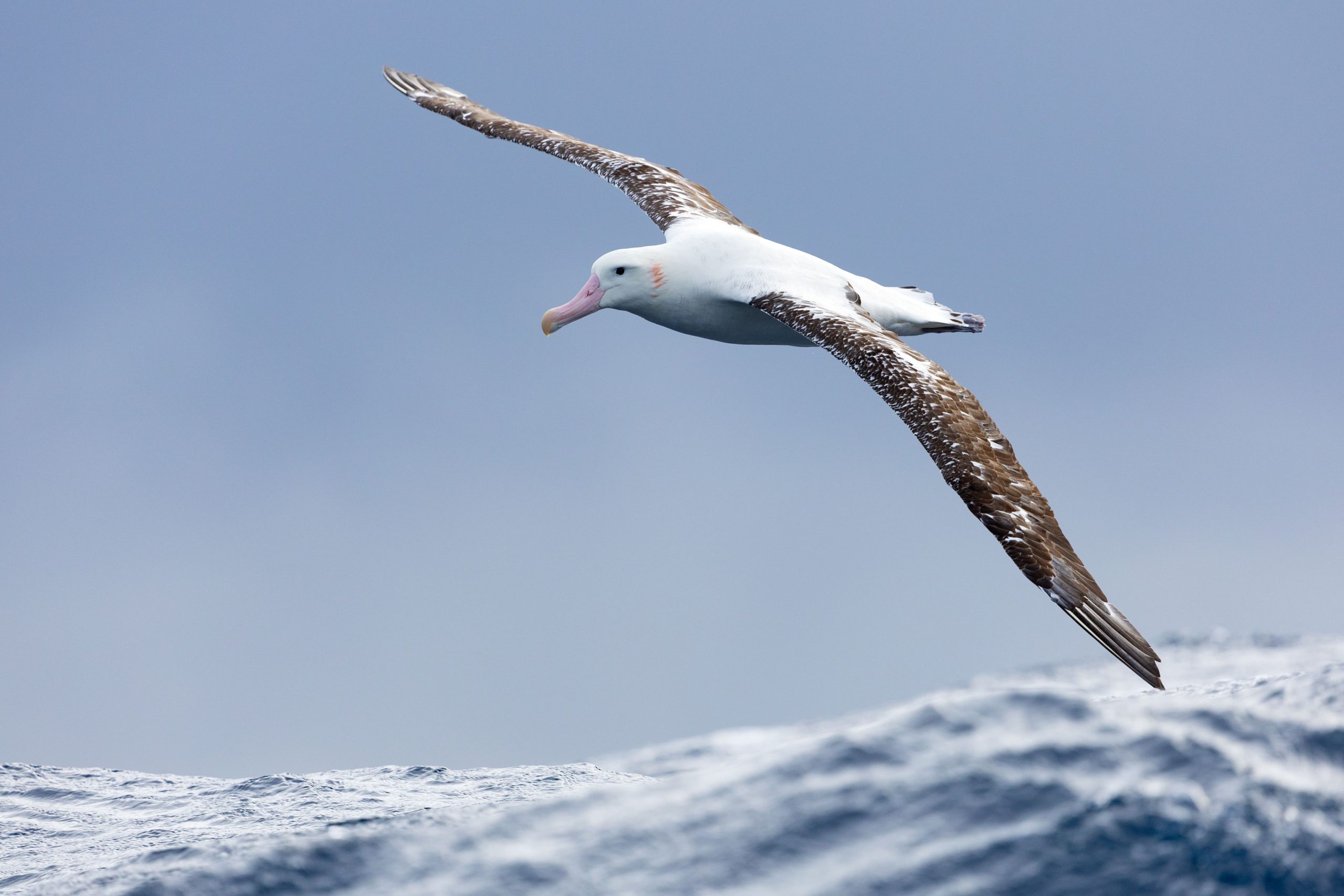 Gibson's Albatross by JJ Harrison