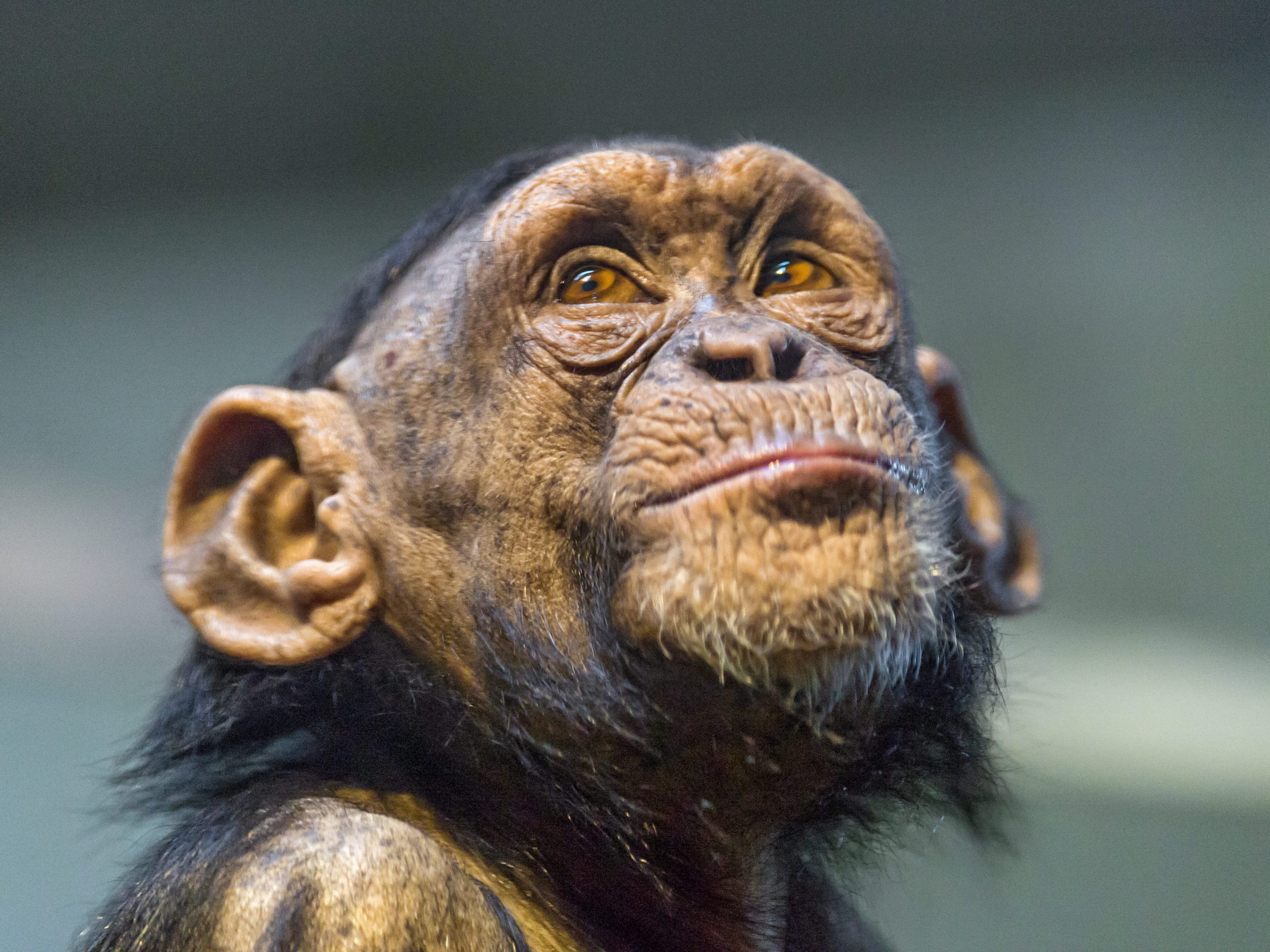 Young chimpanzee looking above by Tambako The Jaguar