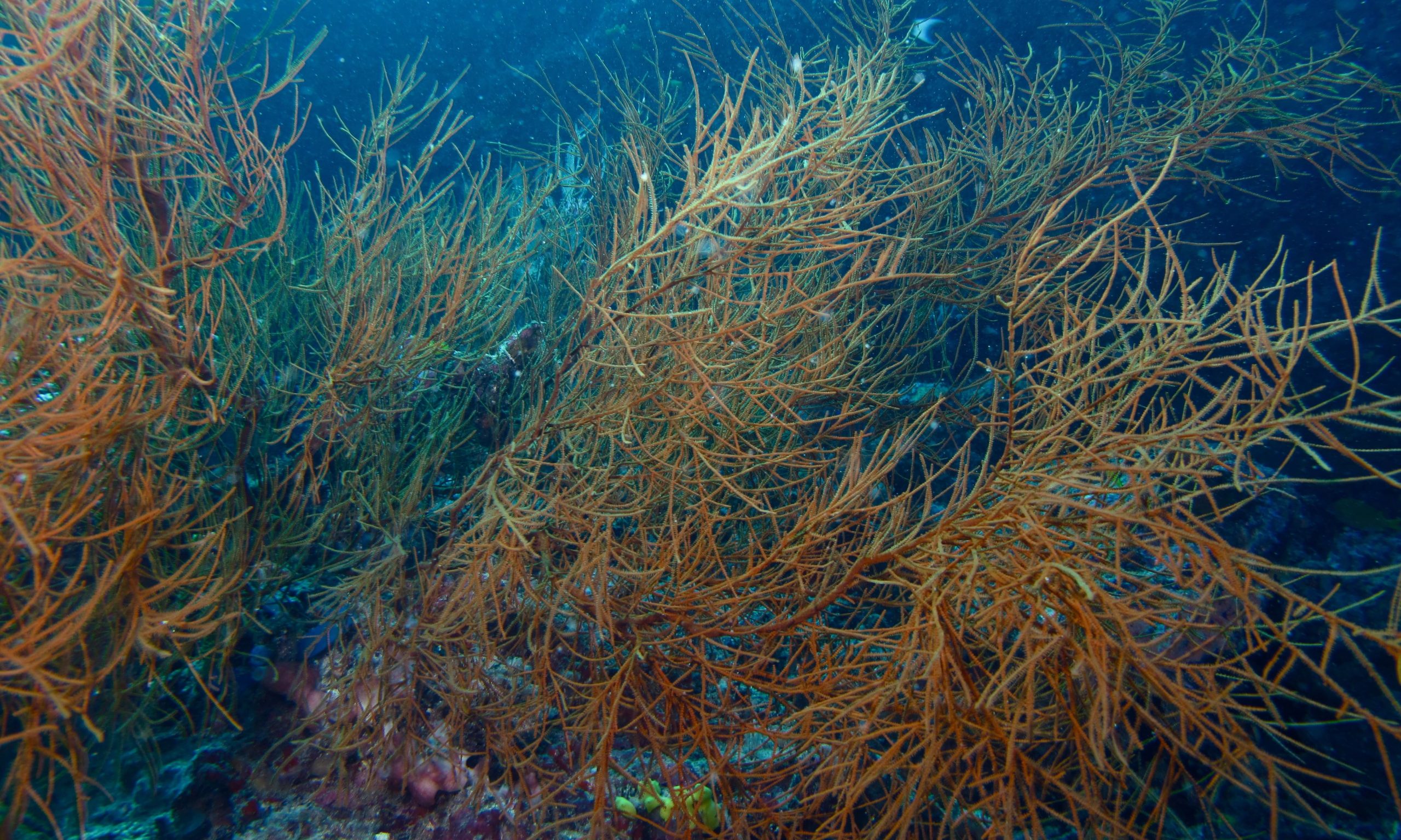 Black Coral  by Bernard DUPONT