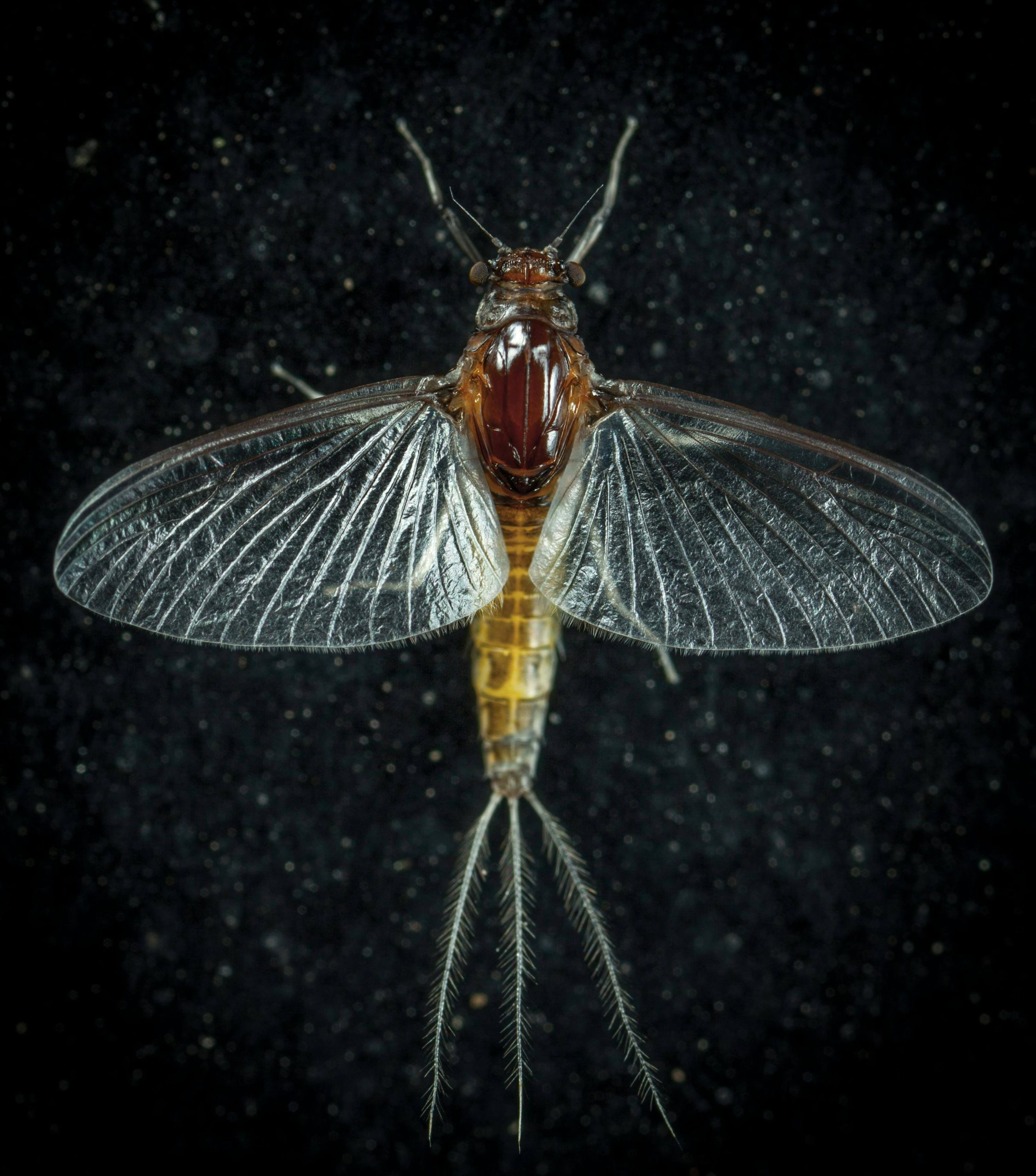ninfa efimera adulto. By Egor Kamelev