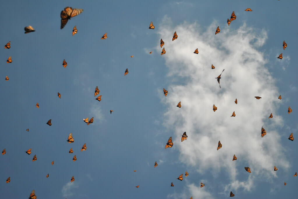 Santuario de mariposas , México. Aquiles Carattino