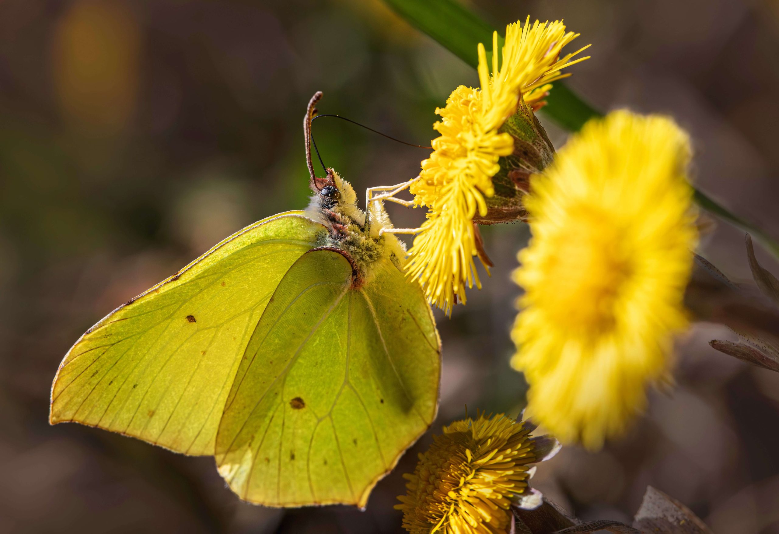Mariposa Sulfurea. Erik Karits