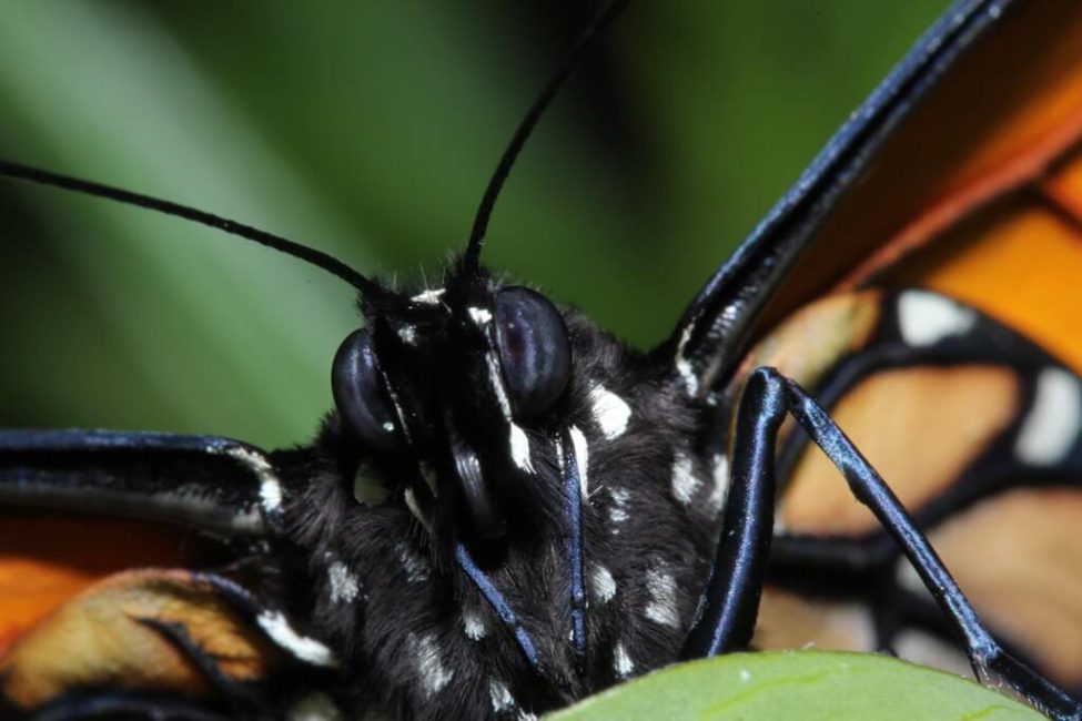Mariposa monarca, Mary Caughley
