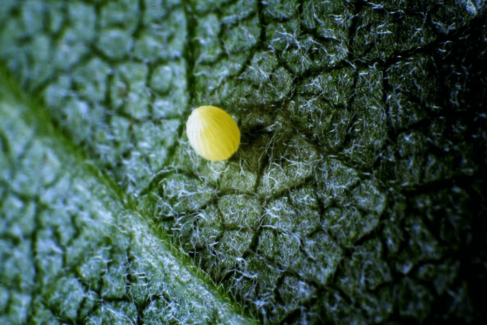 Huevo de mariposa monarca, Ryan Hagerty