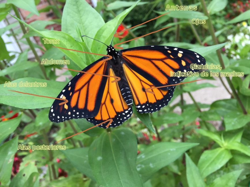 Mariposa monarca macho